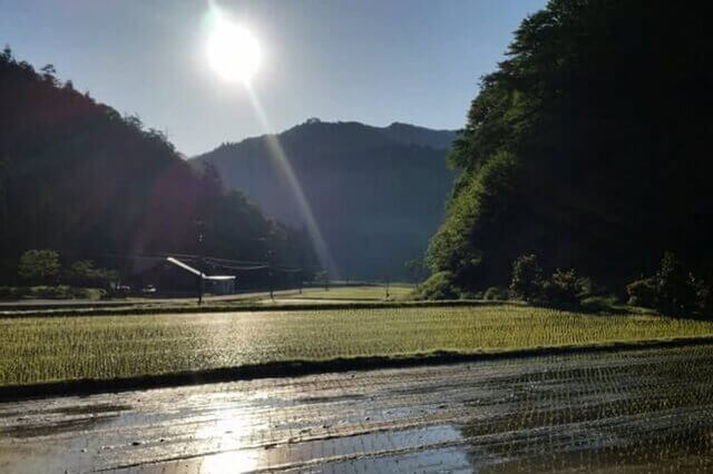 除草剤不使用